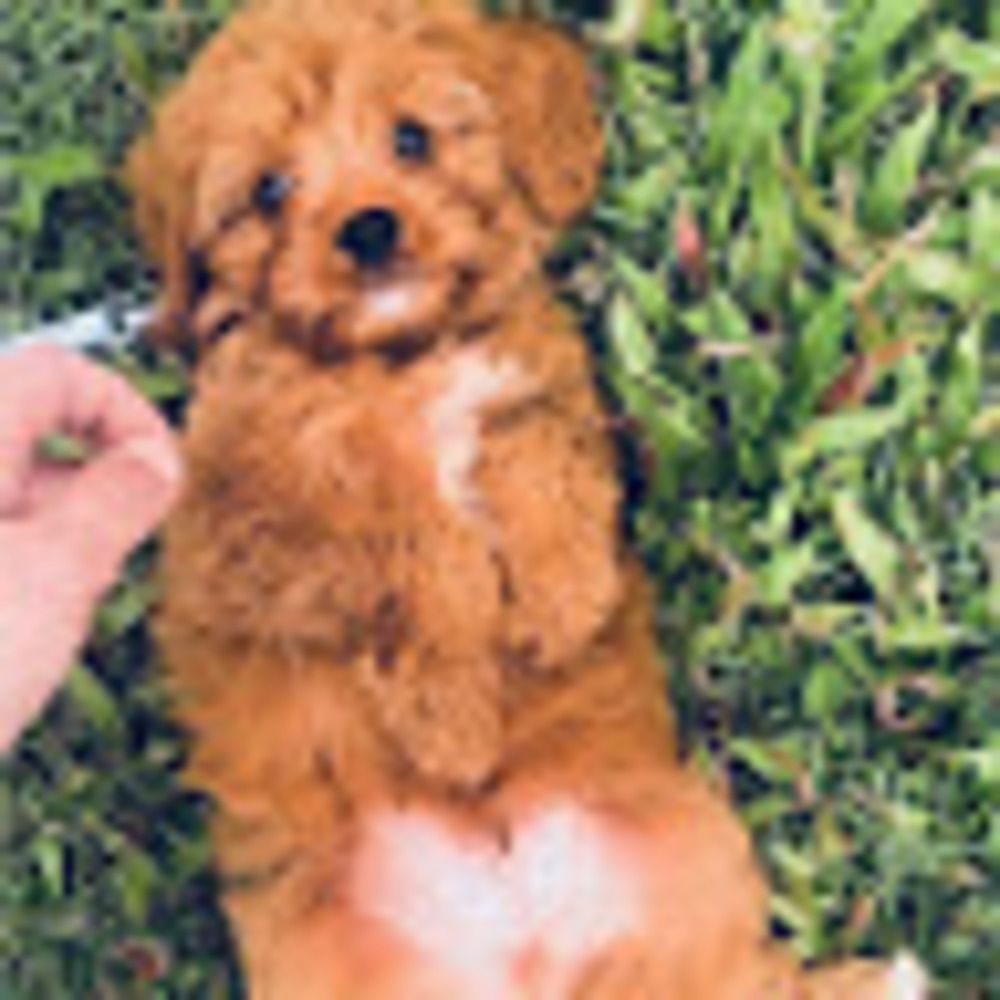 Meet your Posher, Kiana